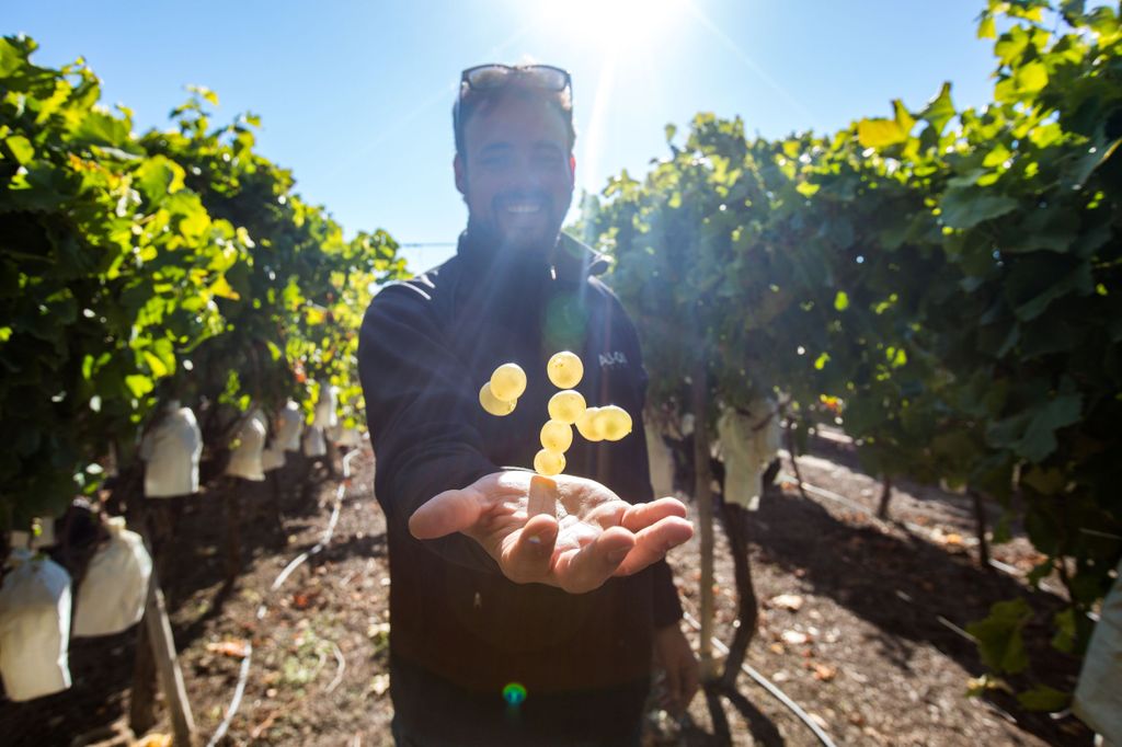 Alicante: Weintour in kleiner Gruppe mit 4 Verkostungen