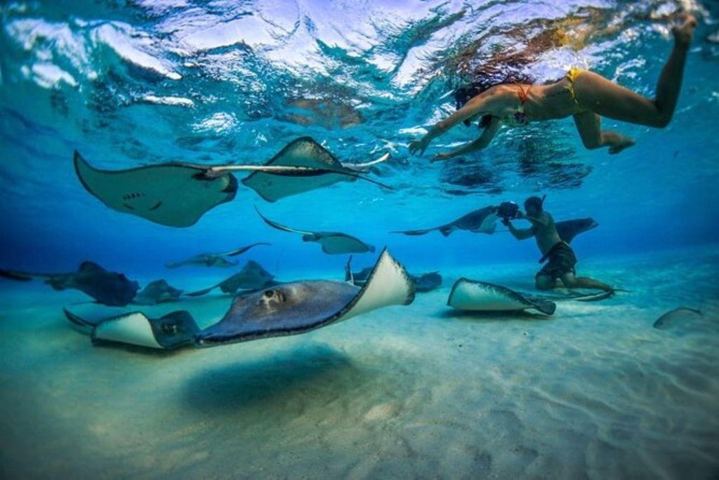 Grand Cayman: Stingray City und Cayman Reefs Schnorcheltour