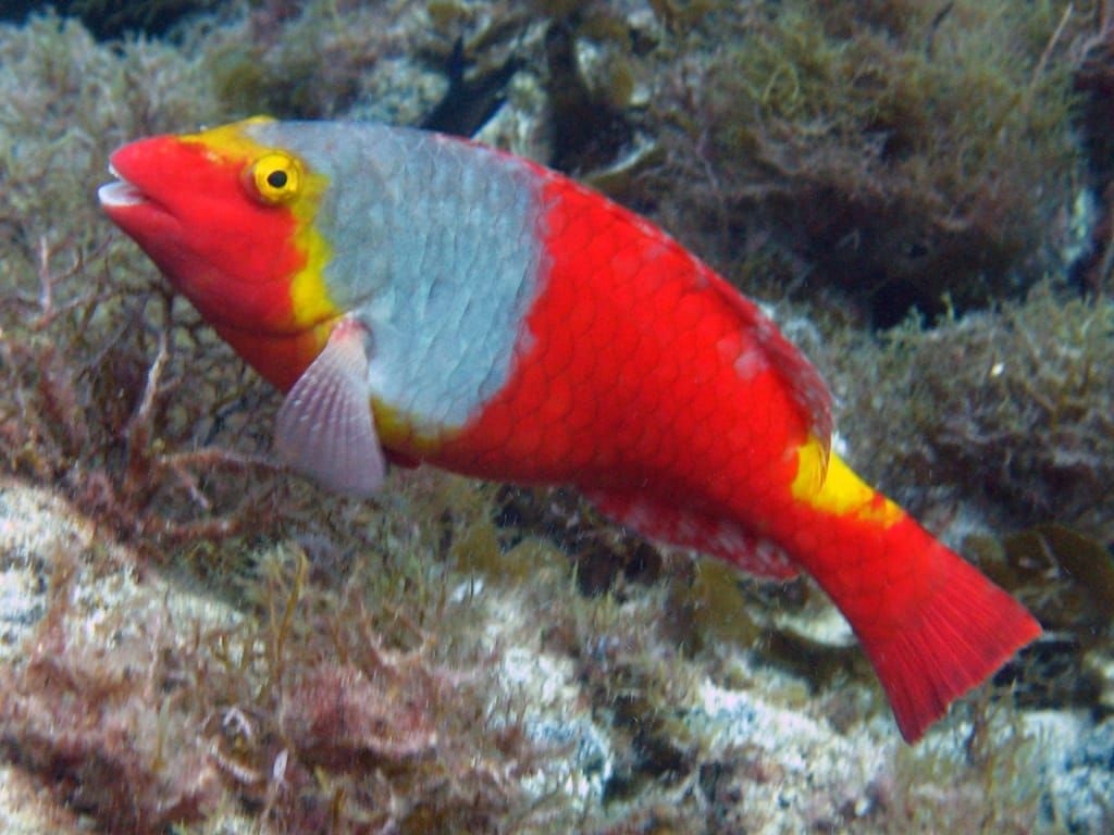 La Palma: SSI Schnuppertauchprogramm