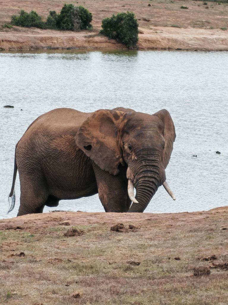Port Elizabeth: Halbtägige Tour im Addo-Elefanten-Nationalpark