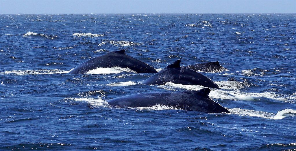 Alles in Einem - Delfine, Wale, Schnorcheln & Mittagessen an Bord