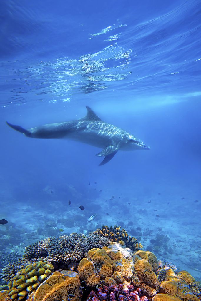 Über Korallen schwimmender Delfin 