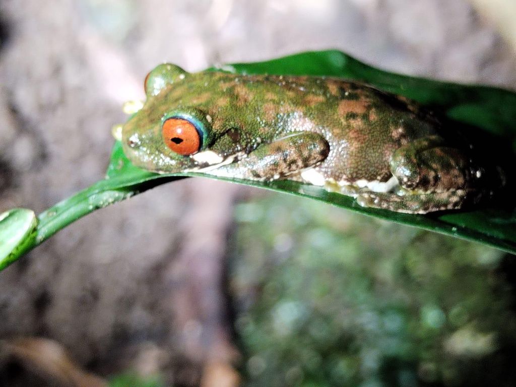 Tauche ein in die Magie des Nebelwaldes von Monteverde.