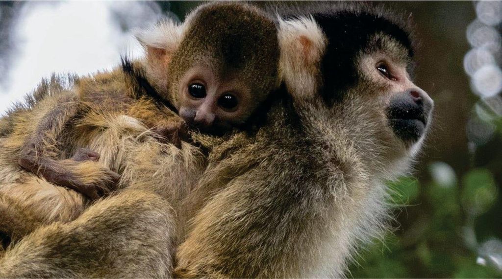 Johannesburg: Halbtagestour zum Affenreservat mit Transfers