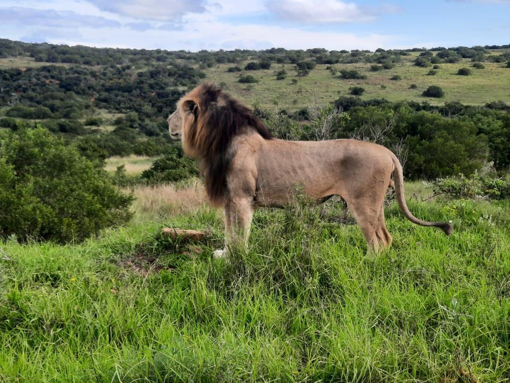 Addo Elephant Park:Safari Tour trifft auf Big 5, um zufrieden zu sein