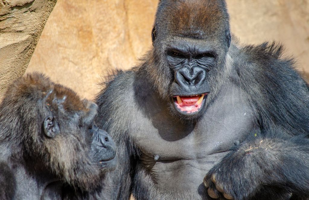 Fuengirola: Bioparc Eintrittskarte