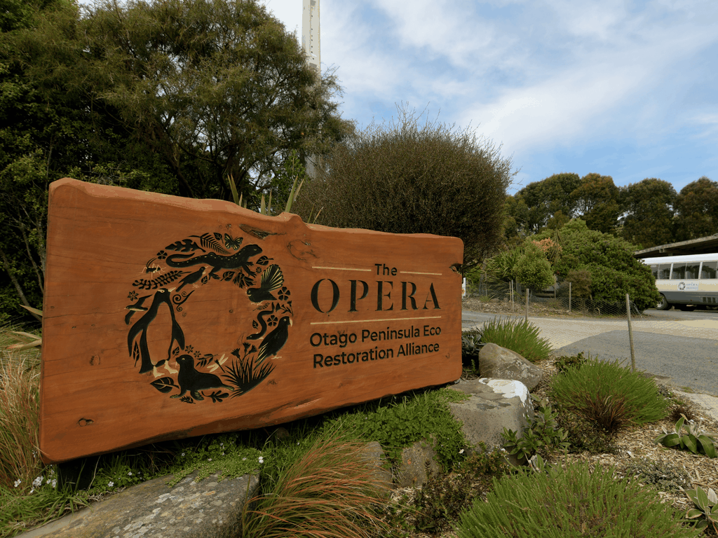 Dunedin: Wildlife und Pinguin Tour