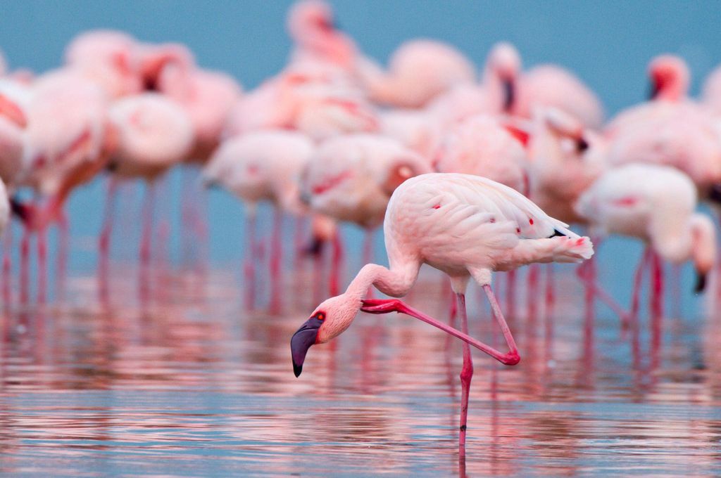 Salina Maria Stella di Trapani: Vogelbeobachtung auf der Suche nach Flamingos