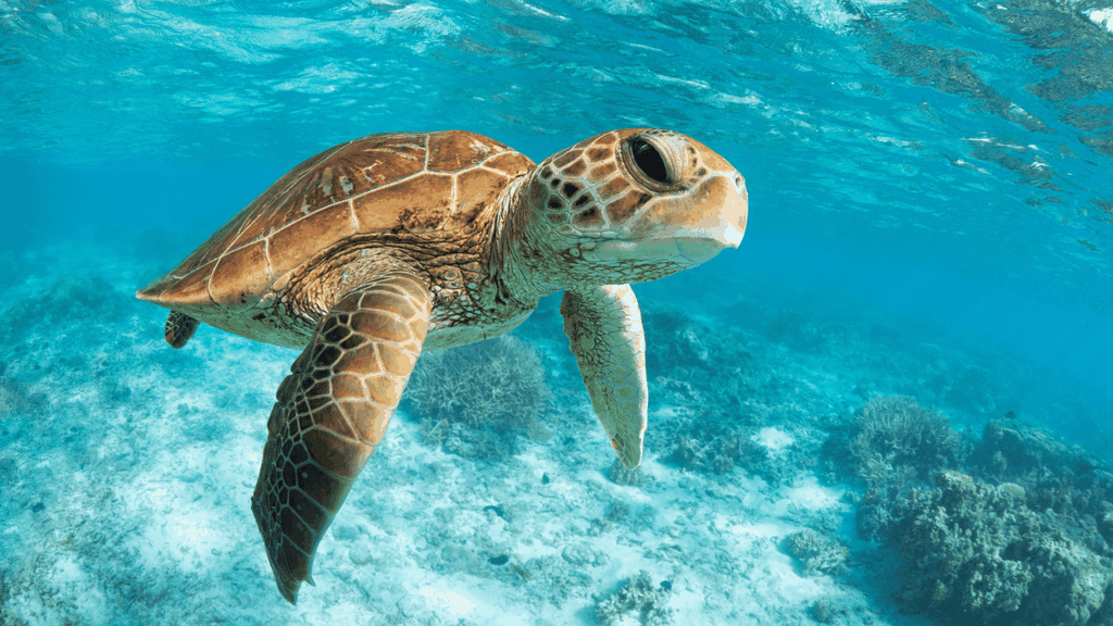 Von Cancun aus: Tulum, Cenote und Schildkrötenschwimmen Tour in Akumal