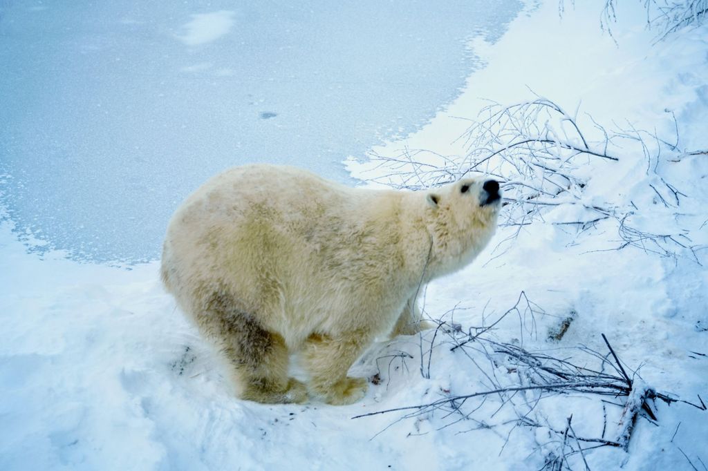 Rovaniemi: Ranua Arctic Wildlife & heißes Barbecue-Mittagessen + Transfers