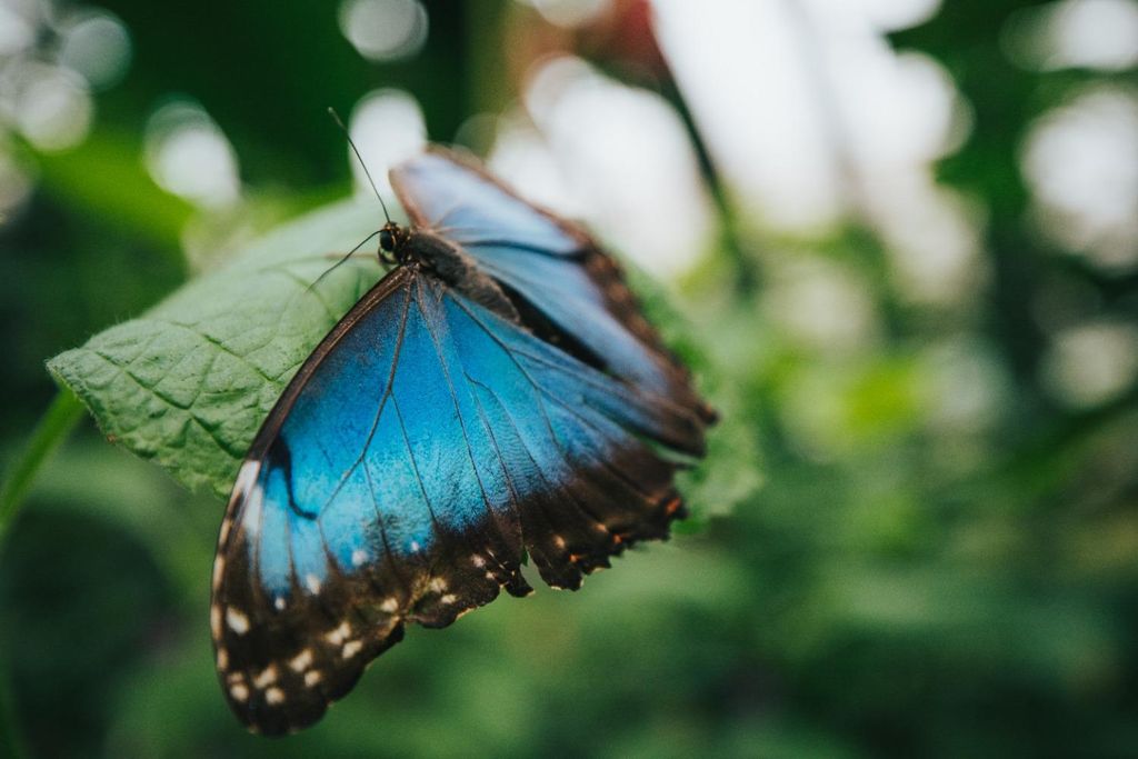 Monteverde: Schmetterlingsgarten Selvatura Park