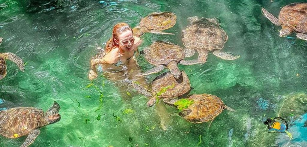 Sansibar: Baraka Aquarium Füttern, Schwimmen und Schnorcheln mit Schildkröten