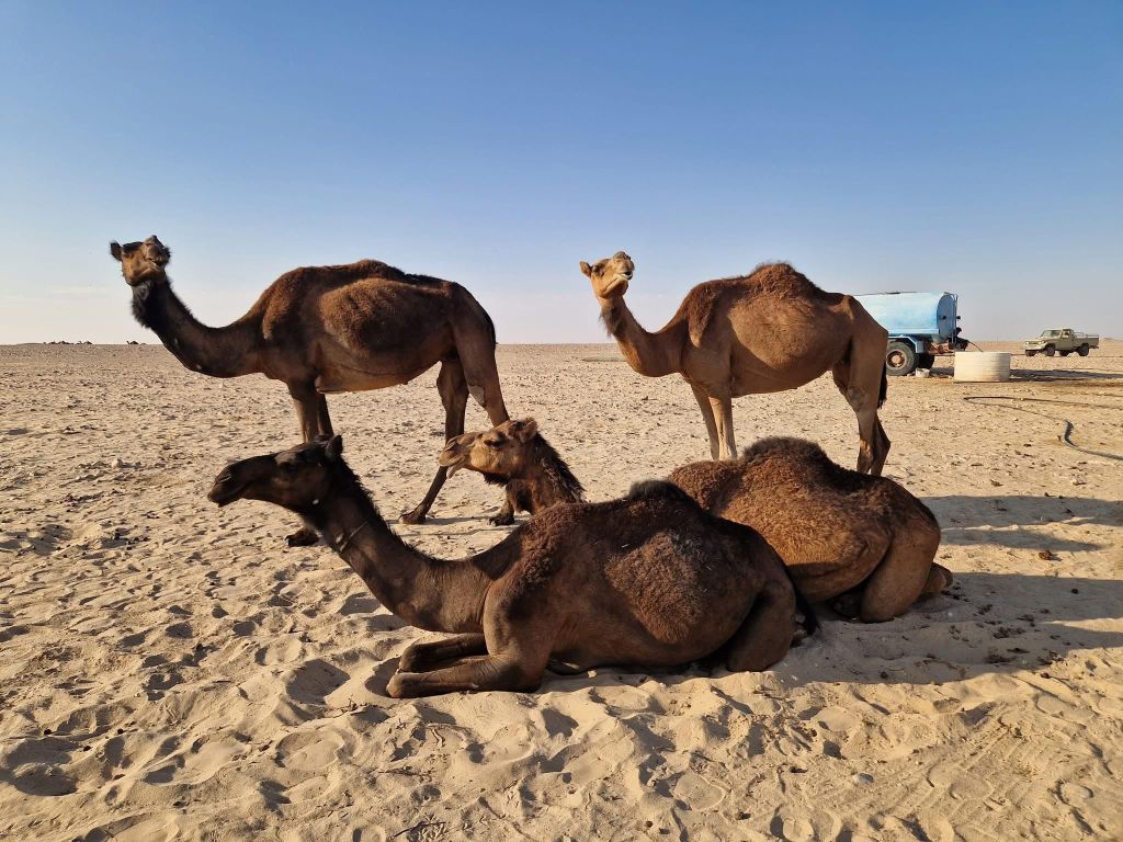 Salalah: Wüstenabenteuer in Rub al-Chali zu den Hashman-Dünen