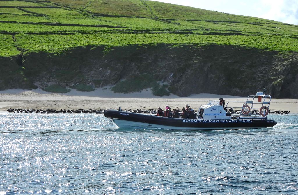 Dingle: Wonders of Blasket Islands Sea Life Bootstour