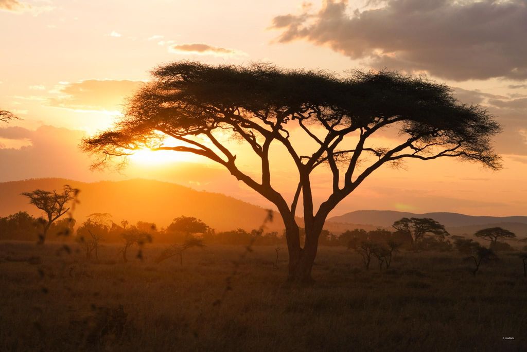 3 Tage Serengeti & Ngorongoro Gruppen Camping Safari