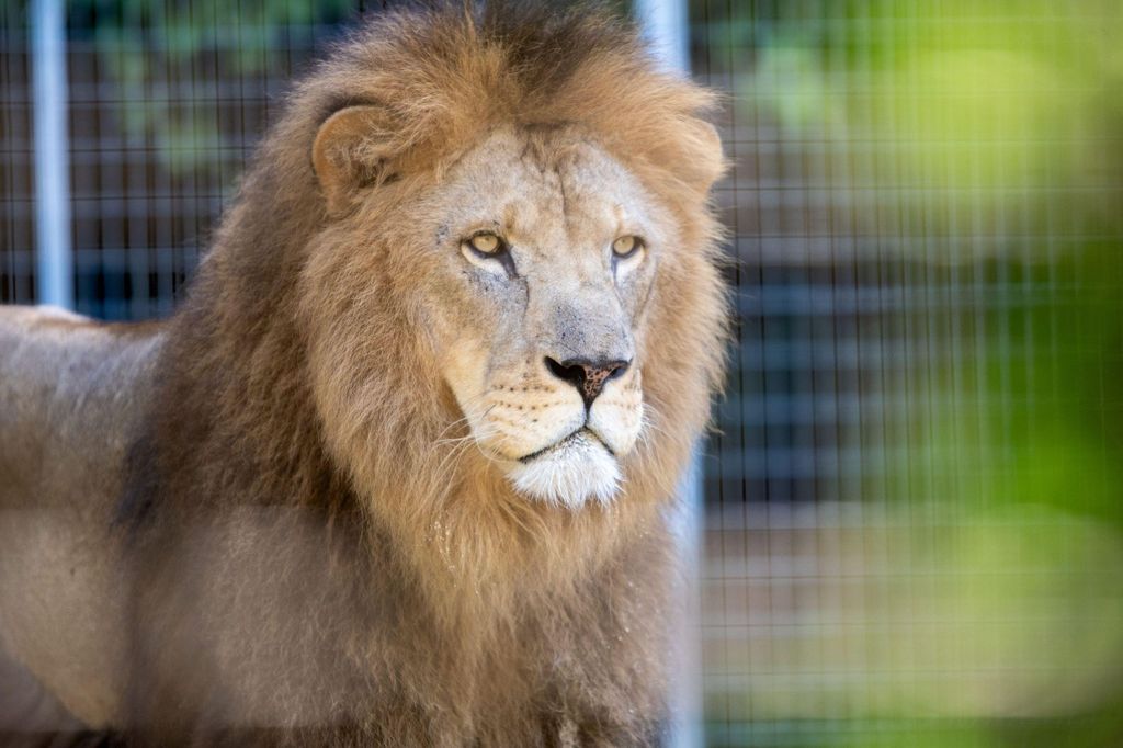Zoo al Maglio: 1-Tagesticket für den Tessiner Dschungel