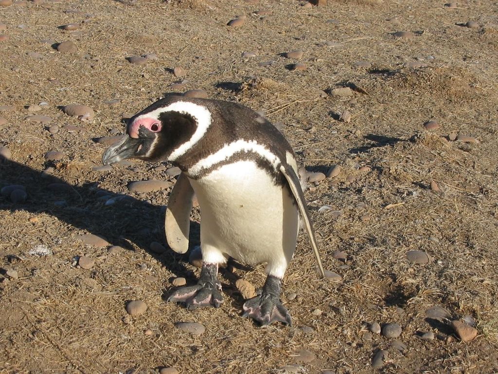 Ganztagesausflug Punta Tombo mit Pinguinen
