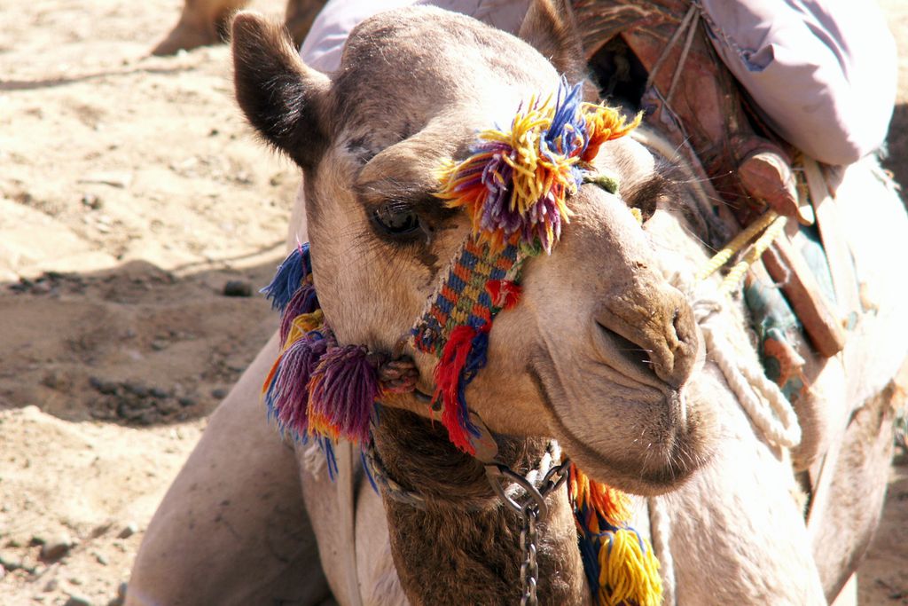 Kamel mit buntem Zaumzeug