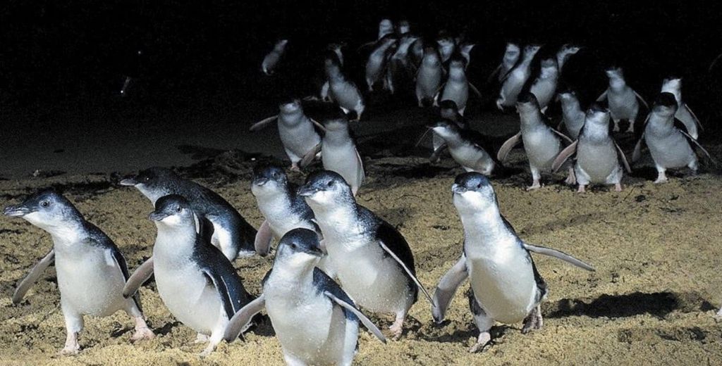 Von Melbourne aus: Phillip Island Penguin & Nature Day Tour