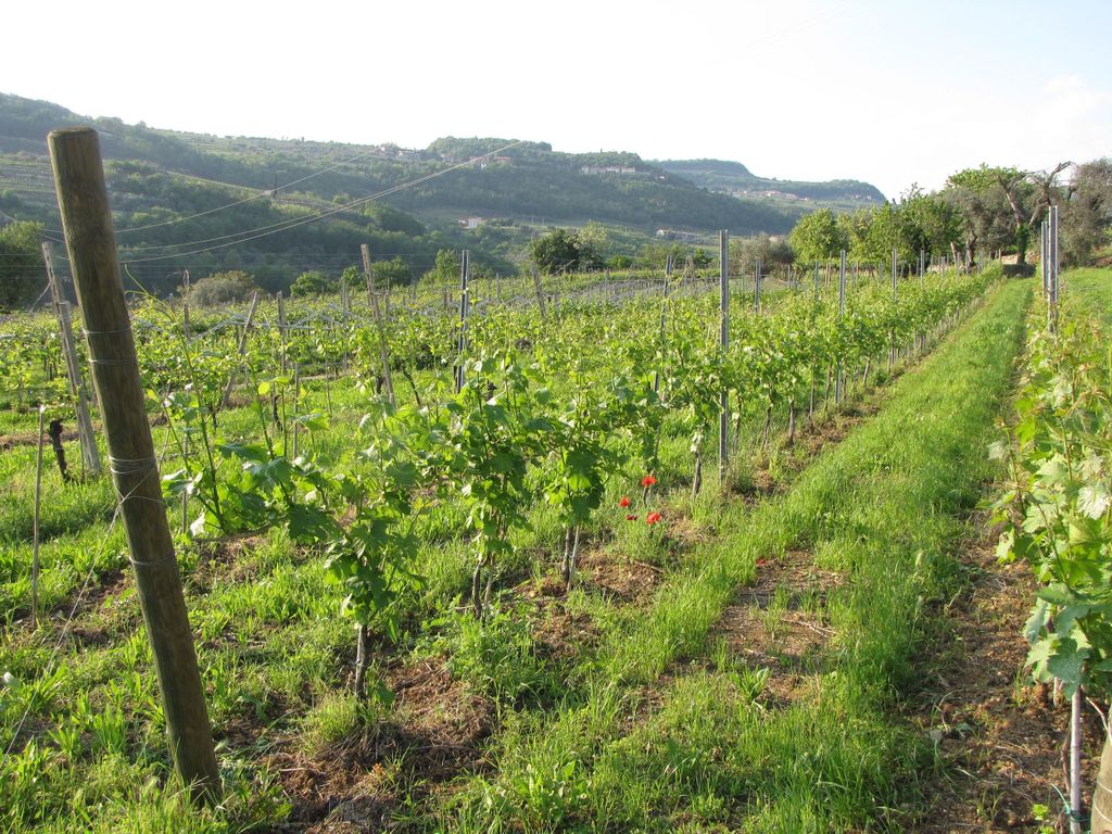 Valpolicella in der Runde: Verkostung von typischen Valpolicella-Weinen
