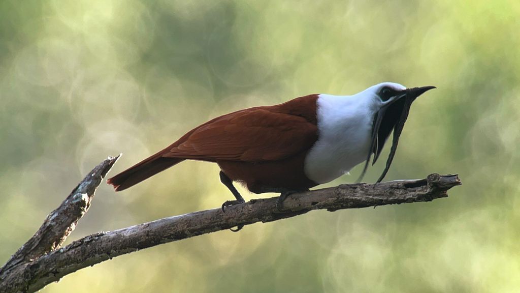 Monteverde: Halbtagestour zur Vogelbeobachtung