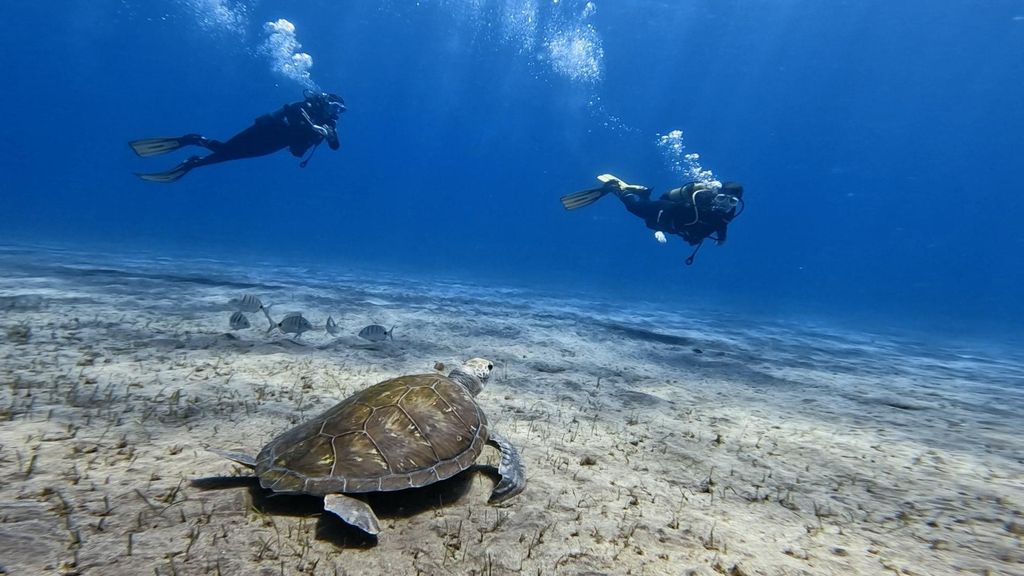 El Médano, Teneriffa: Einführung ins Tauchen für Anfänger (Basic Diver)