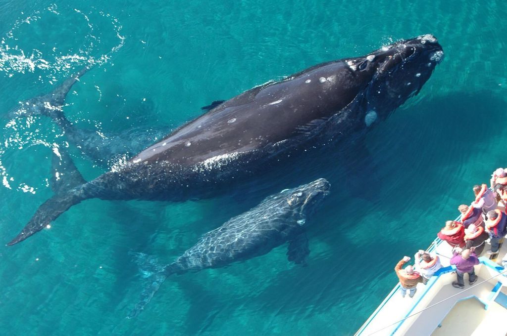 Las Terrenas: Whale Watching und Cayo Levantado Island Tour
