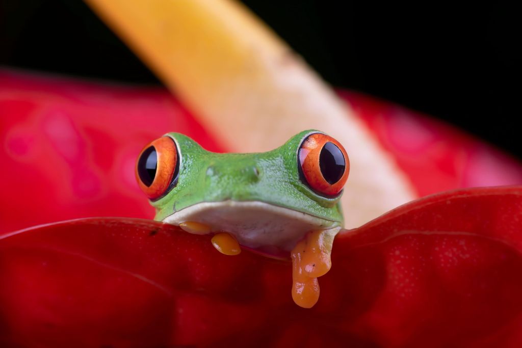 Manuel Antonio: Nachttour mit einem Naturalist Guide