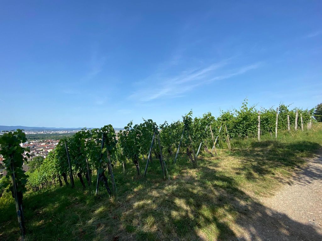 Pinot Noir & Spätburgunder Tour nach Baden-Württemberg
