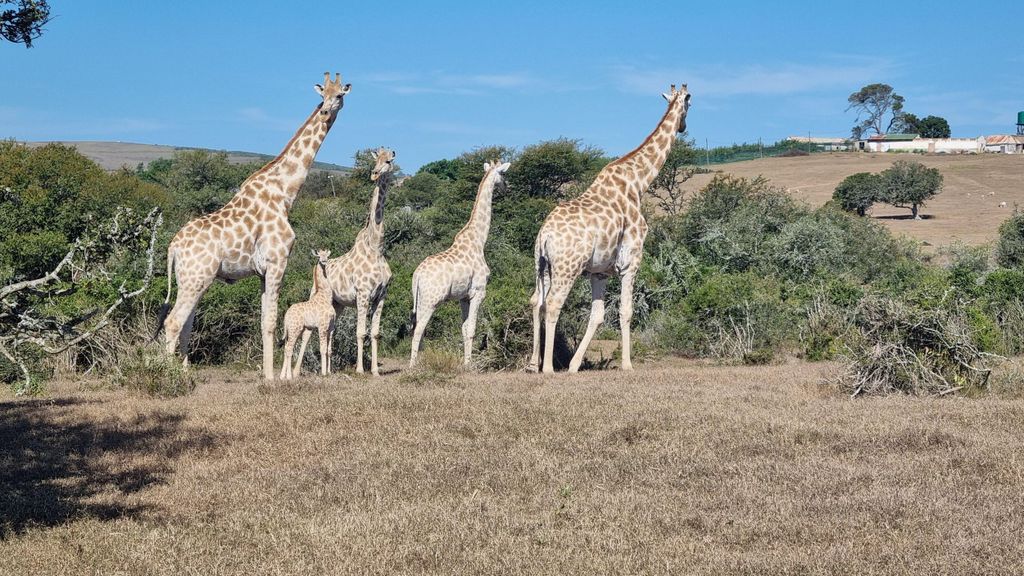 Port Elizabeth: Addo Park Safari mit Giraffenwanderung und Mittagessen