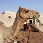Ruhendes Kamel vor traditionellem Wohnhaus