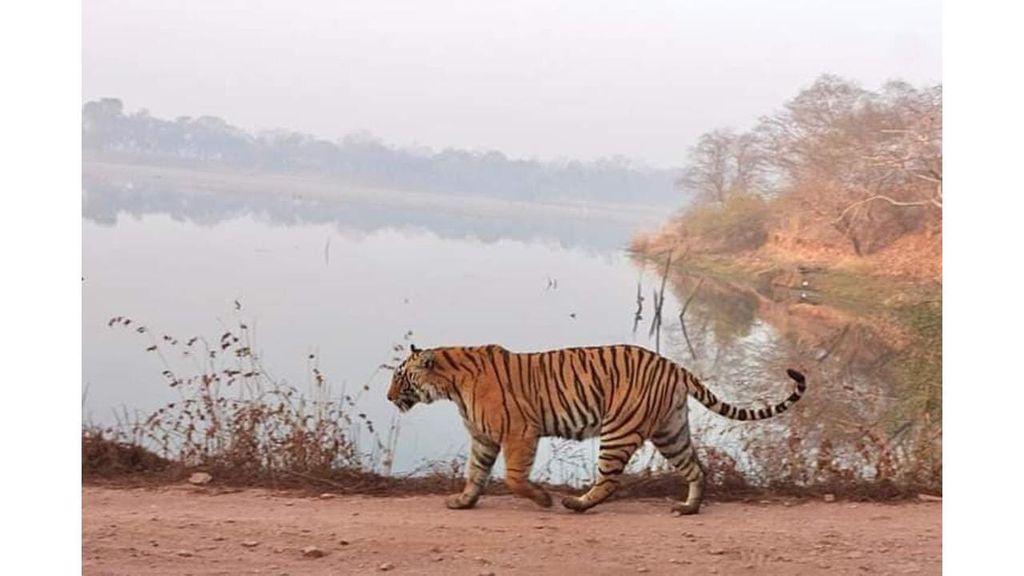 Ranthambore: Dschungelsafari ab Jaipur mit Auto und Ticket