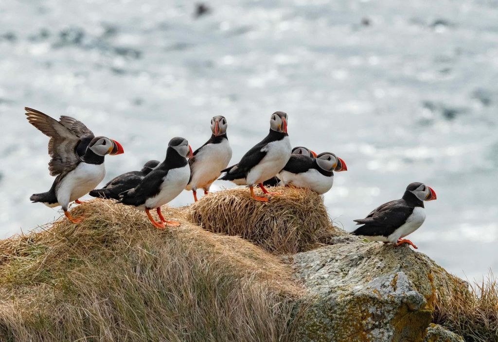 Ísafjörður: Papageientaucher-Beobachtung und malerische Bootsfahrt