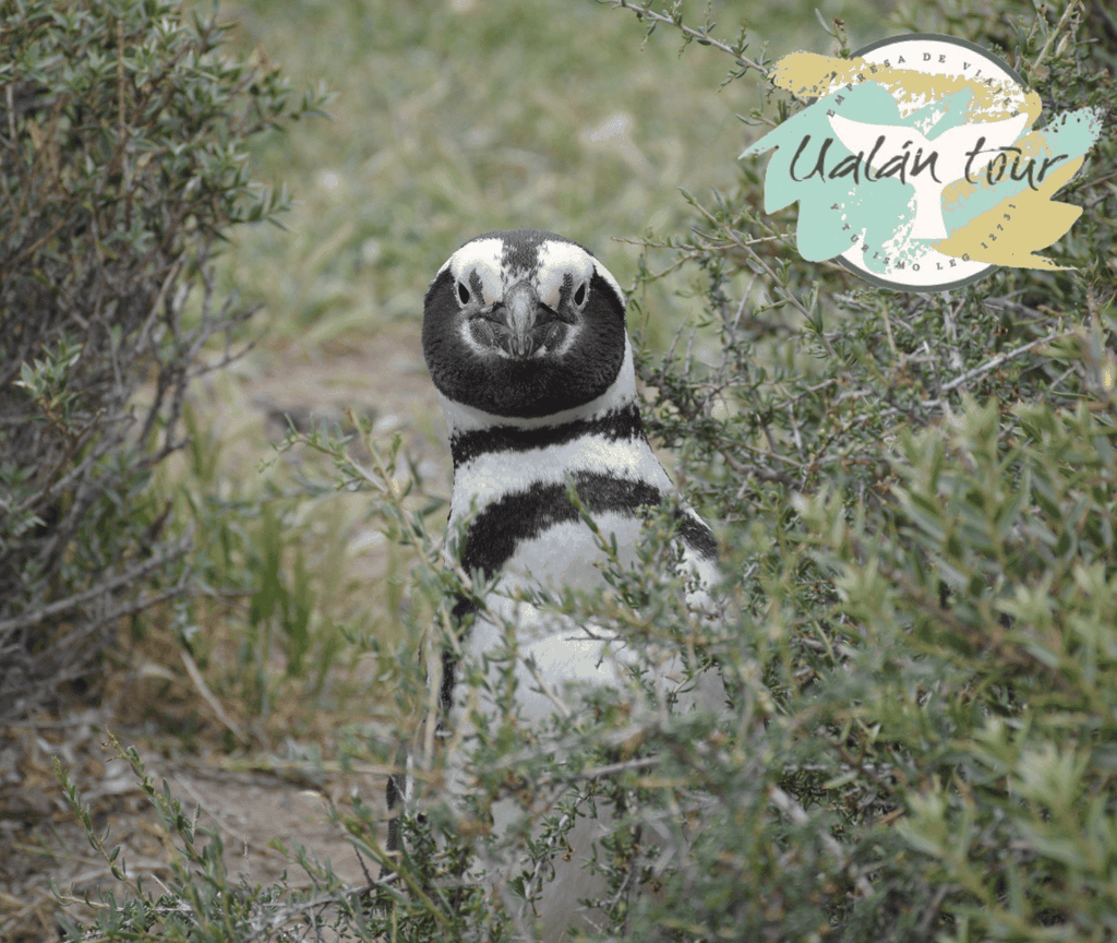 Puerto Madryn: Punta Tombo Landausflug für Kreuzfahrtgäste