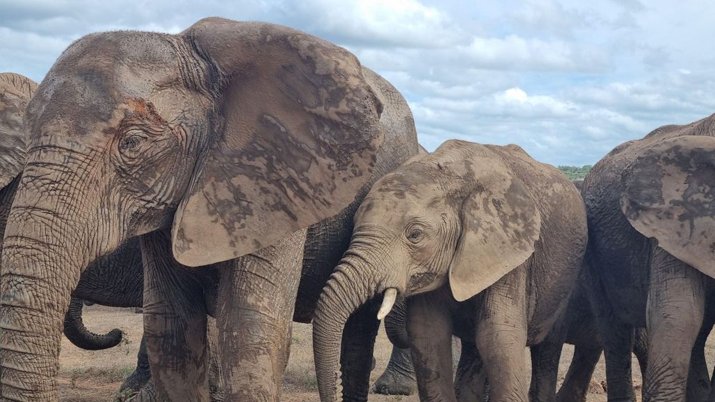 Addo Elephant National Park Ganztagessafari