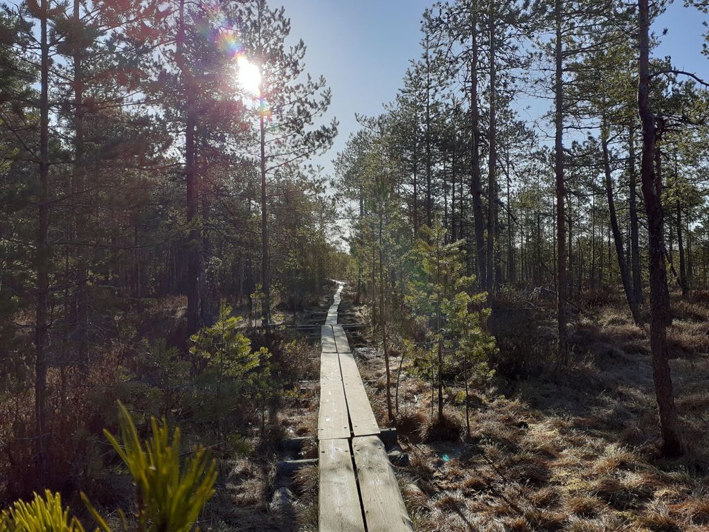 Lahti: Geführter Rundgang Das Herz des Sumpfes