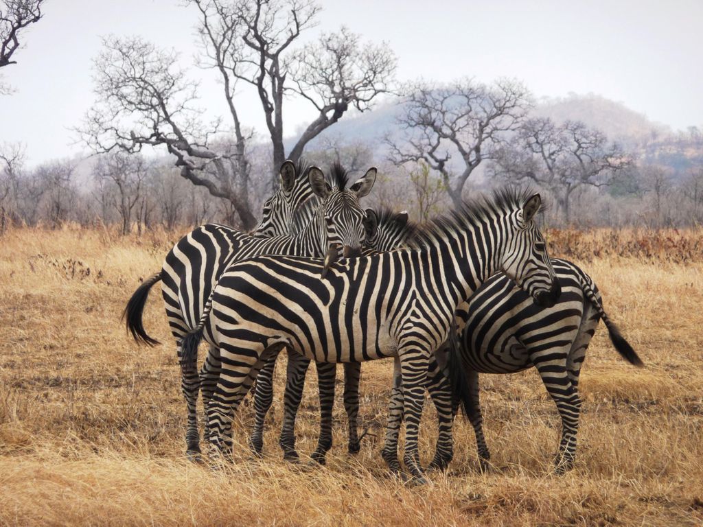 Dar es Salaam: Mikumi National Park Tagestour mit Zugfahrt