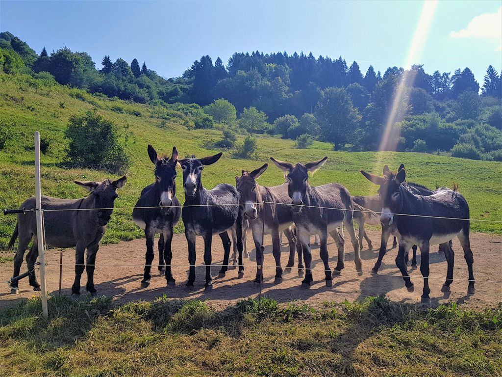 Monte Creino: Selbstständiges Trekking mit Eseln zur Entdeckung der Schützengräben