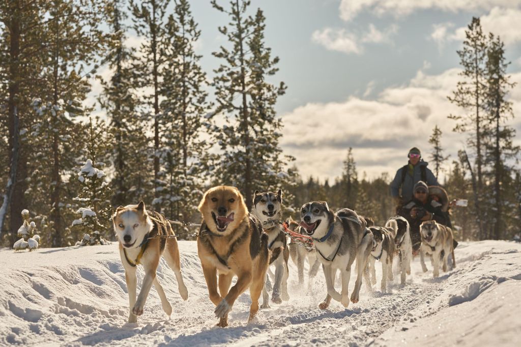 Kiruna: Familienfreundliche kurze Husky-Tour mit Kaffee