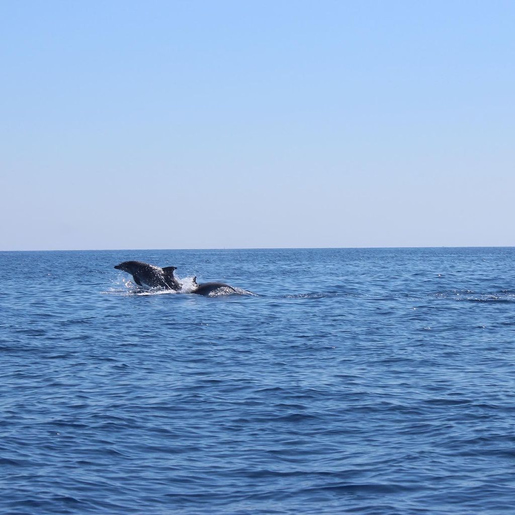 Marsaskala: Bootstour zur Delfinbeobachtung