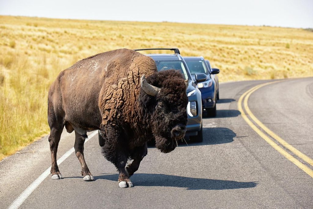 Antelope Island – Wildnis-Expedition zum Großen Salzsee