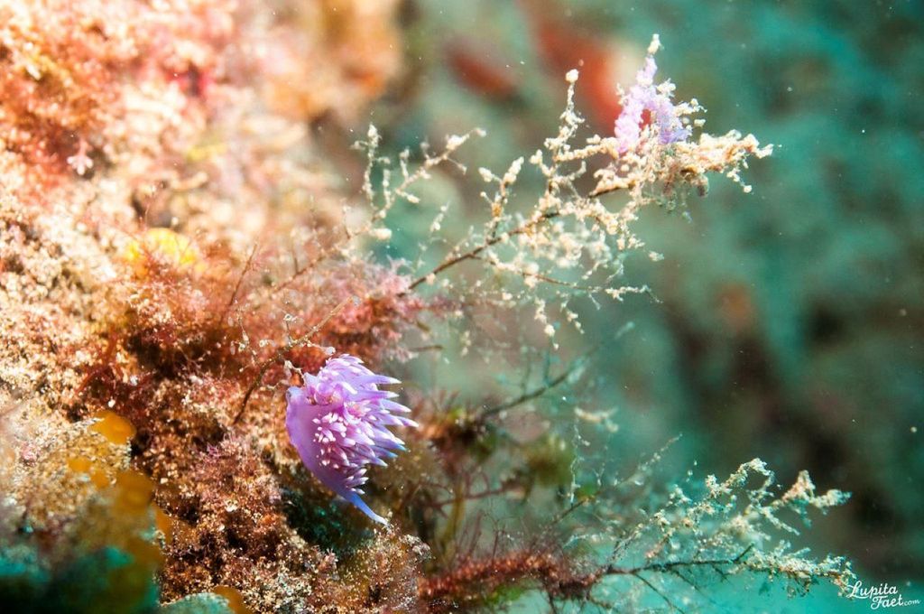 Lanzarote: 2-Tauchgänge-Paket für zertifizierte Taucher
