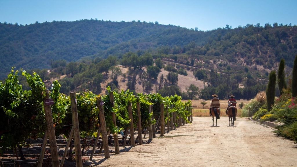 Estancia El Cuadro: Private Wein-Tour im Casablanca-Tal