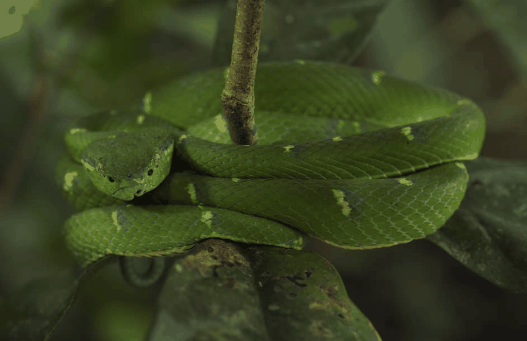 Monteverde: Geführter Rundgang in Monteverde