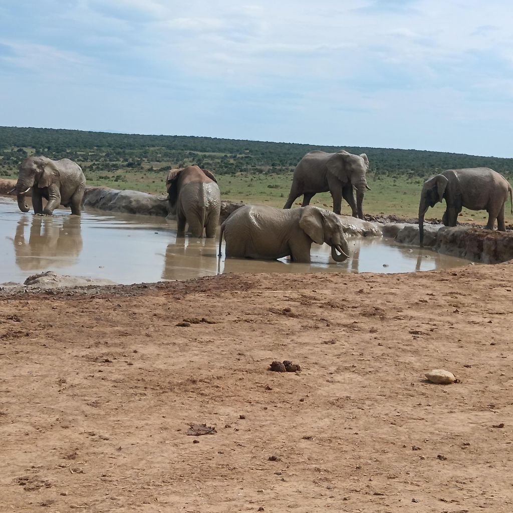Kombination aus Addo Elephant Park und Kragga Kamma Wildpark