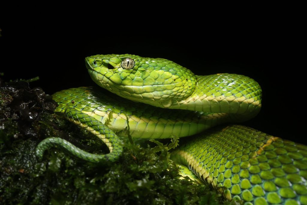 Monteverde: Oktari Monteverde Night Walk Tour