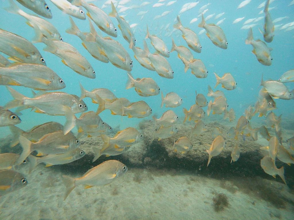 Fuerteventura: Einführung ins Tauchen