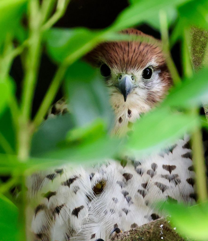 Mauritius: Chamarel-Wald & Le Morne Escape