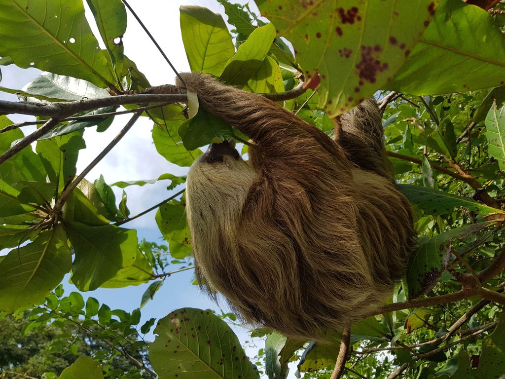 Puerto Limon: Stadt-Highlights und Cahuita-Nationalpark-Tour