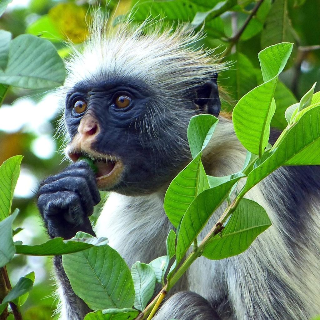 Sansibar ganztägig Jozani Wald + Gewürzfarm und Steinstadt